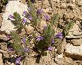 Ziziphora persica